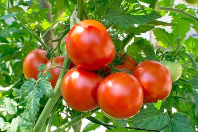 ٹماٹر کی اونچی اڑان