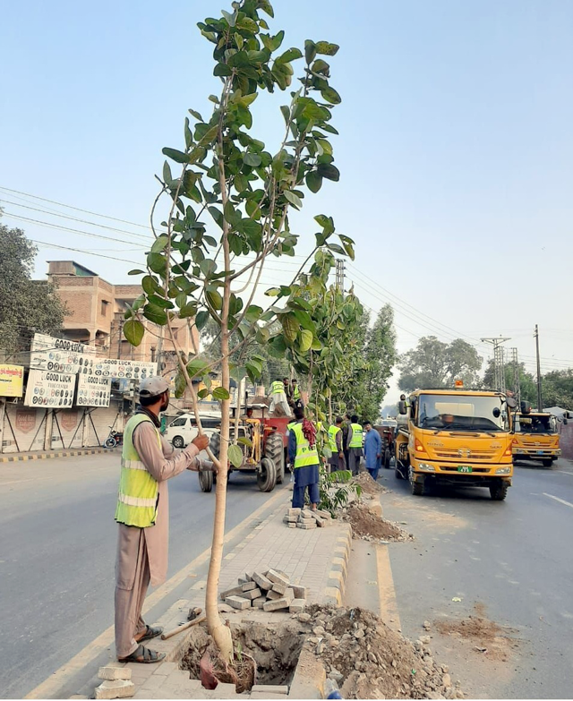 بوہڑ کے درختوں کی شجرکاری